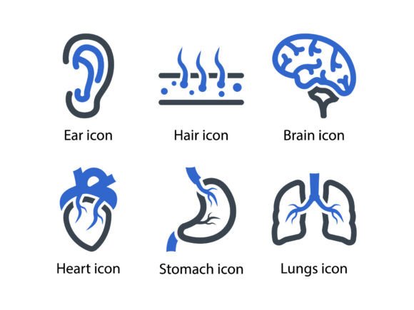Human Body Organ Icon Set 2: A Versatile Graphics Tool